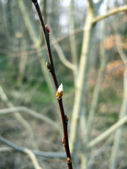 Flower and leaf buds in early spring.
